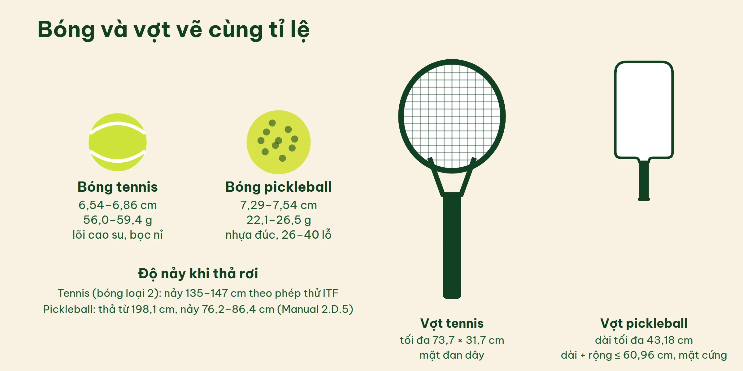 Bóng tennis bọc nỉ và bóng pickleball nhựa đục lỗ vẽ cùng tỉ lệ, bên cạnh là vợt tennis đan dây và vợt pickleball mặt cứng cùng tỉ lệ